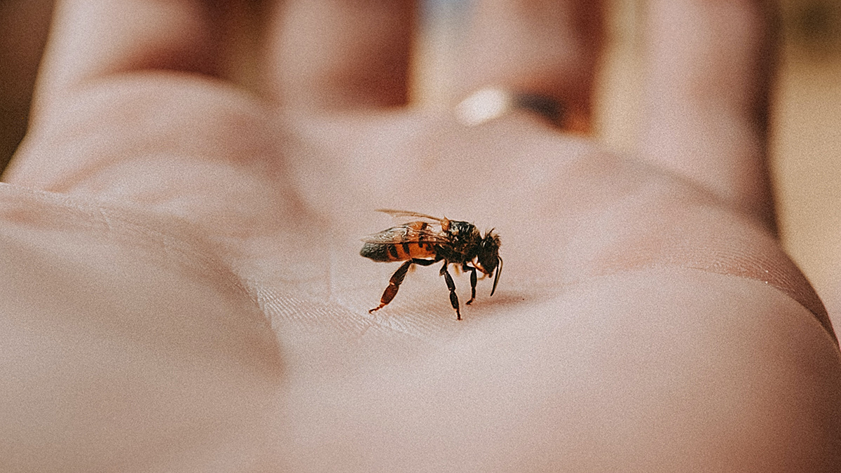 Środek łagodzący ugryzienie pszczół i os